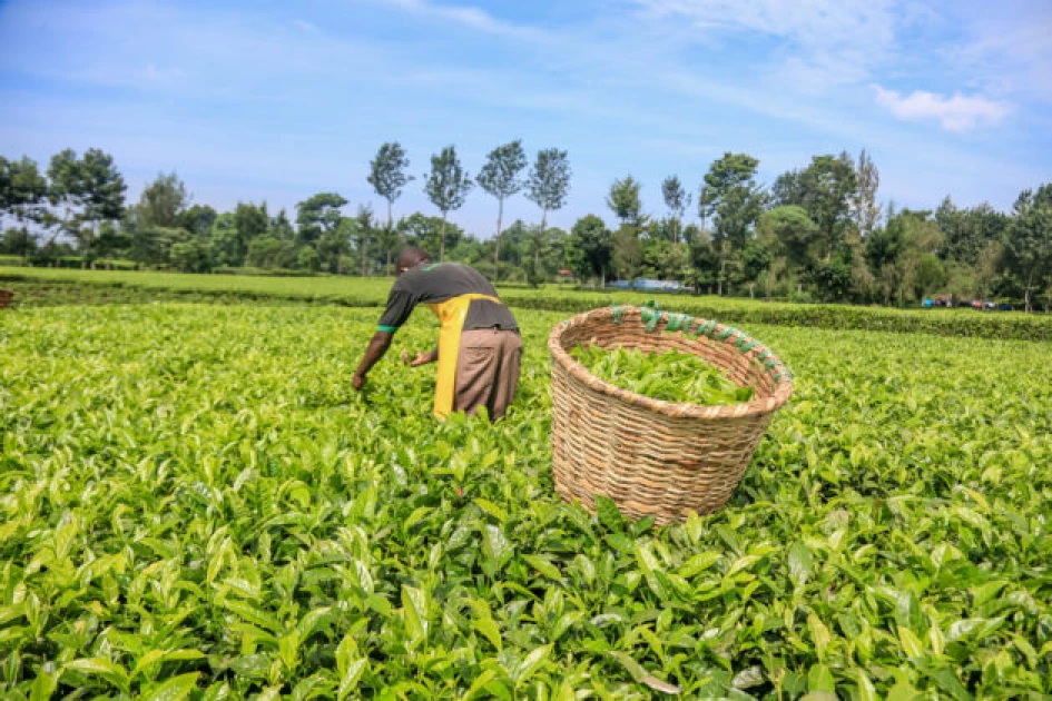 Kirinyaga tea farmers warned against selling produce to brokers