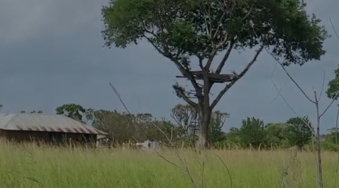 Lamu residents forced to spend nights on trees in fear of Al Shabaab attacks