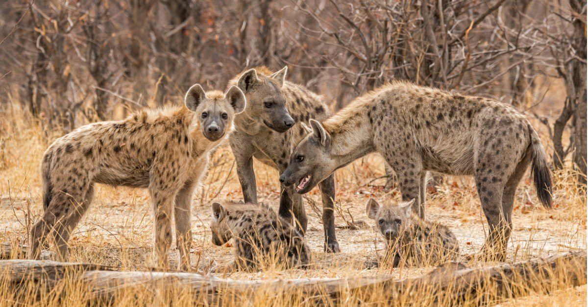 Kiambu: Man, 35, mauled to death by eight hyenas in Juja