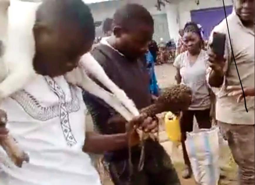Kakamega: Livestock thieves surrender after witchdoctor deploys bees to hunt them down