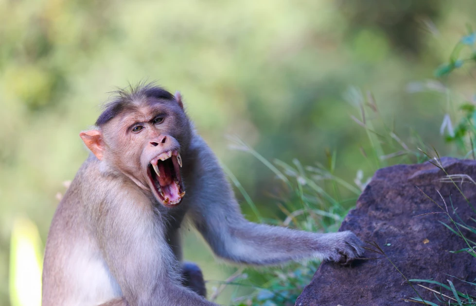 Monkey snatches and kills month-old baby