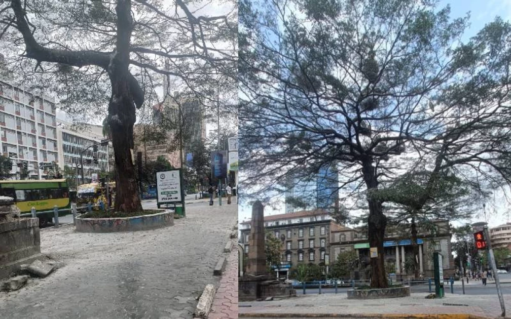 Kenyatta Avenue: Pedestrians worry over marabou stork soiling their clothes