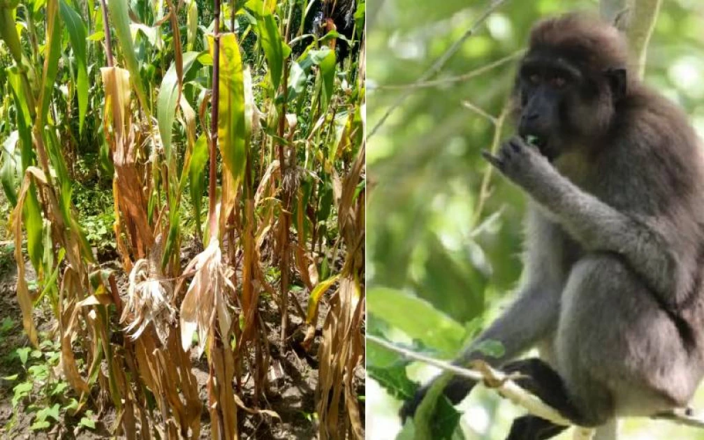 Monkey invasion: Farmers count losses as wild animals destroy crops