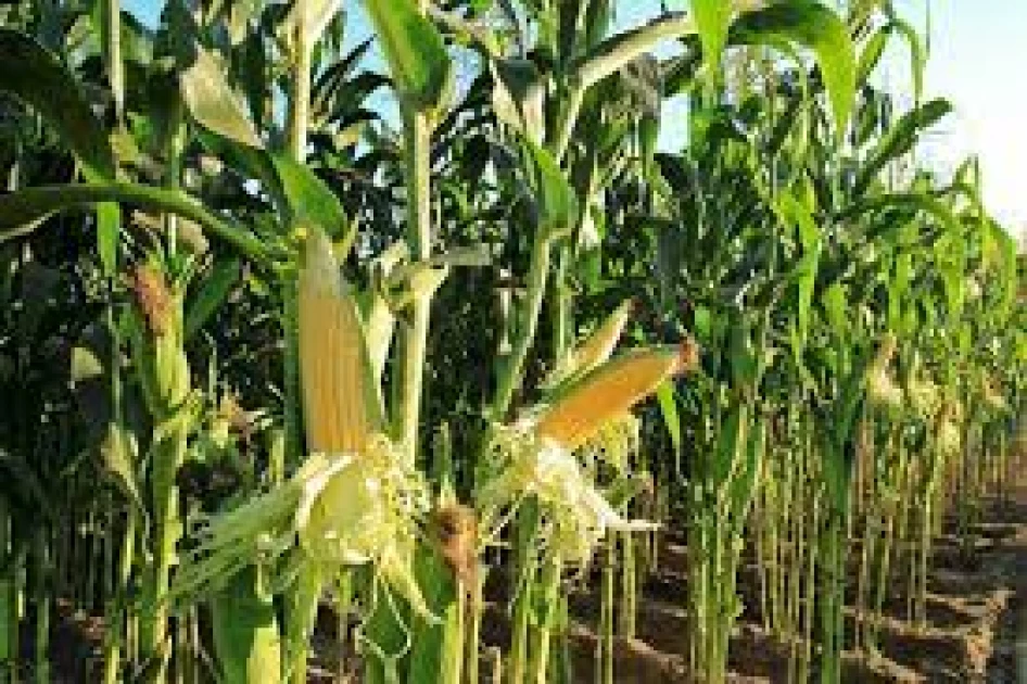 Gov't lifts ban on importation, planting of GMO crops