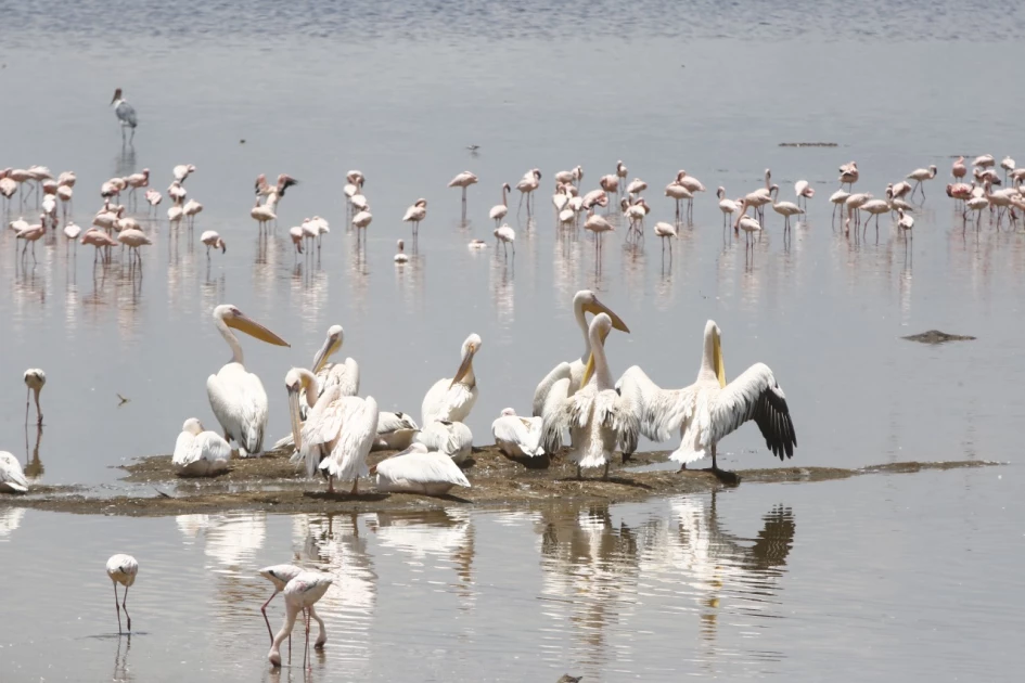 Climate change to blame for flamingo population decline in Lake Nakuru- experts