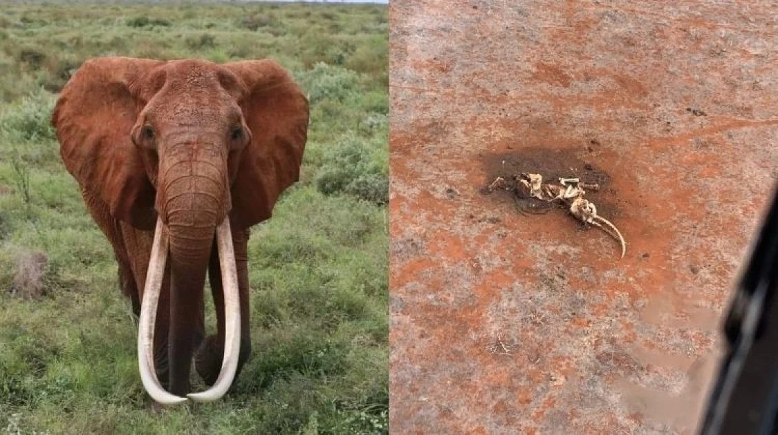One of Africa's largest female Tuskers, Dida, dies at Tsavo National Park
