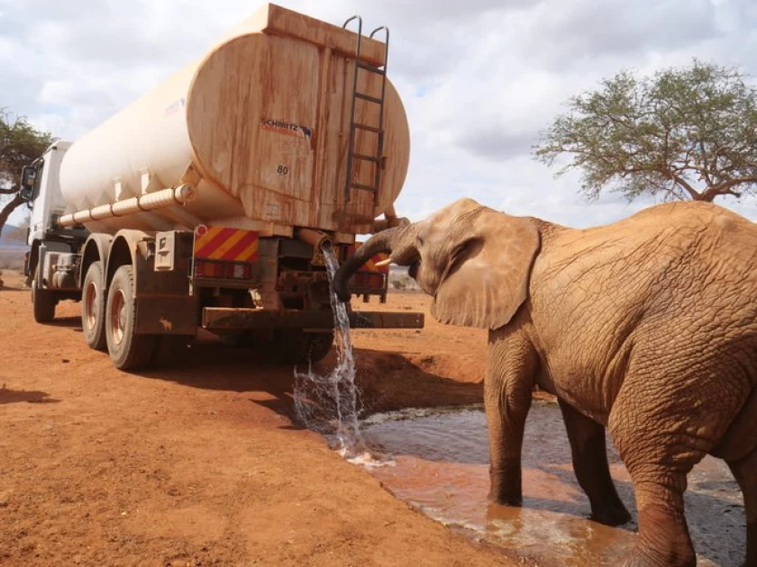 100 elephants dead as drought ravages animals in the Tsavo - KWS