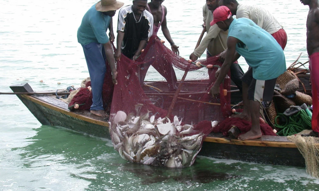 Lake Victoria: Farmers count huge losses as fish die of suffocation