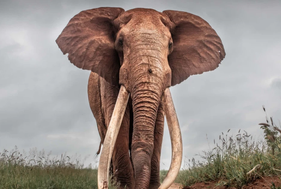 Lugard, another Kenyan Super Tusker, dies of old age in Tsavo