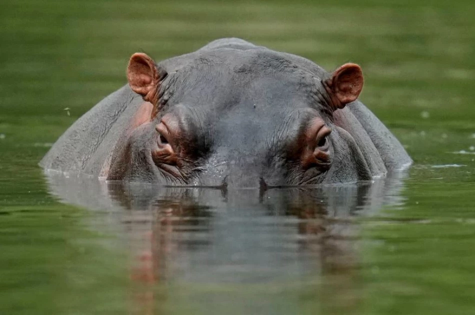 Class 8 pupil mauled to death by hippo in Nyakach, Kisumu County