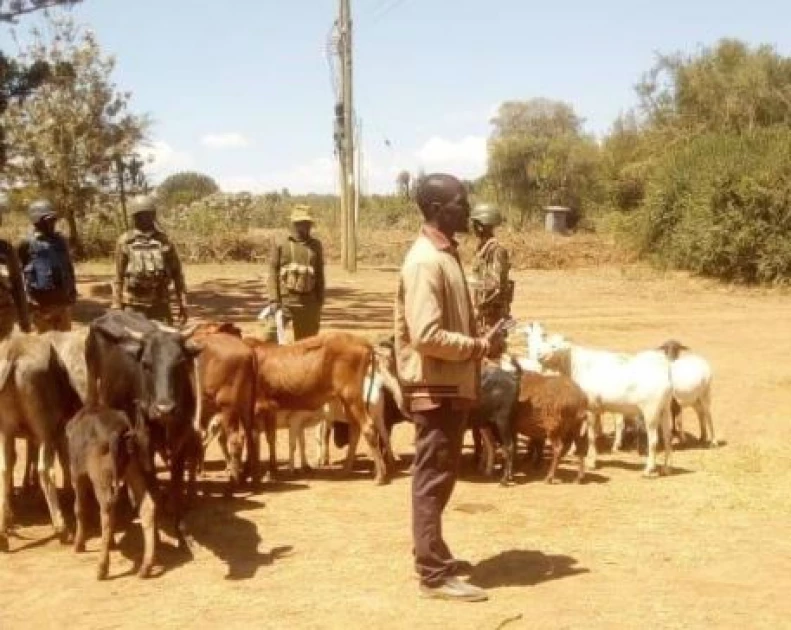Police recover stolen livestock in Laikipia