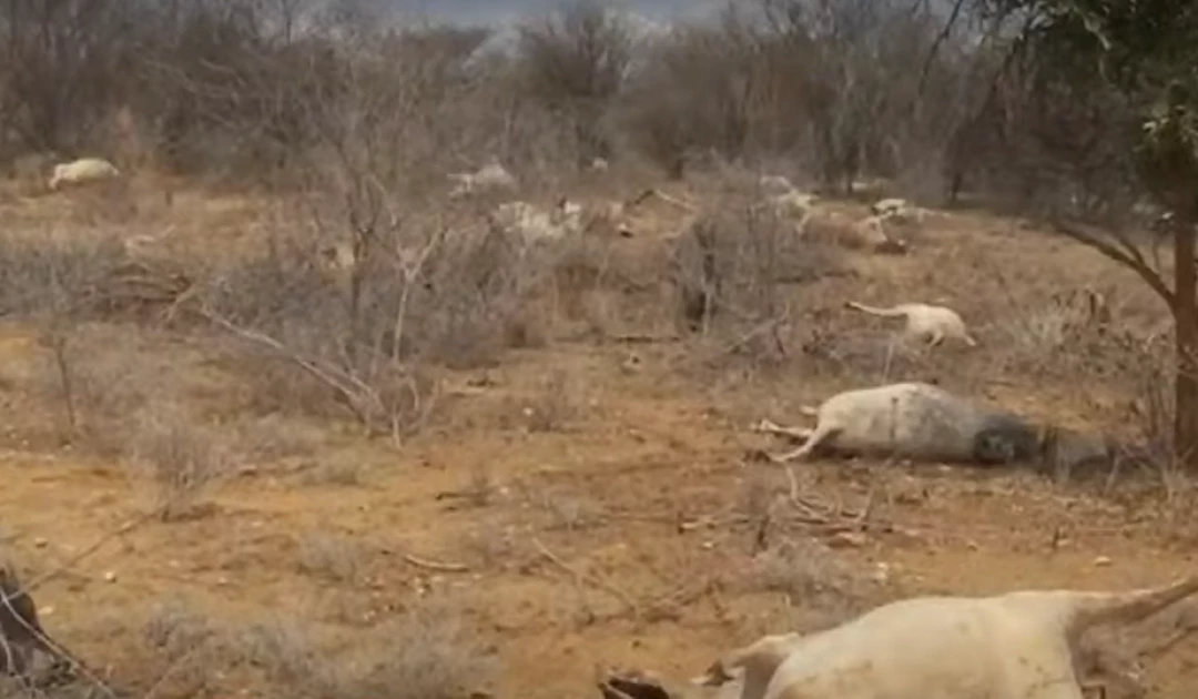 Uproar after police allegedly shoot dead over 119 cows in West Pokot