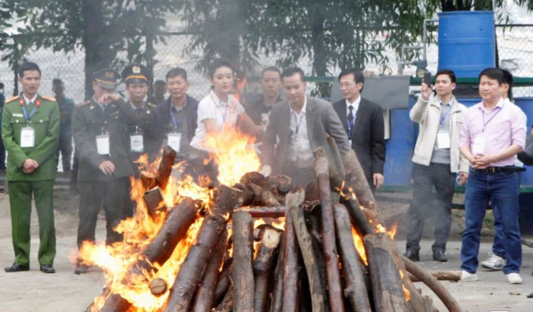 Vietnam seizes 600 kg of ivory smuggled from Africa