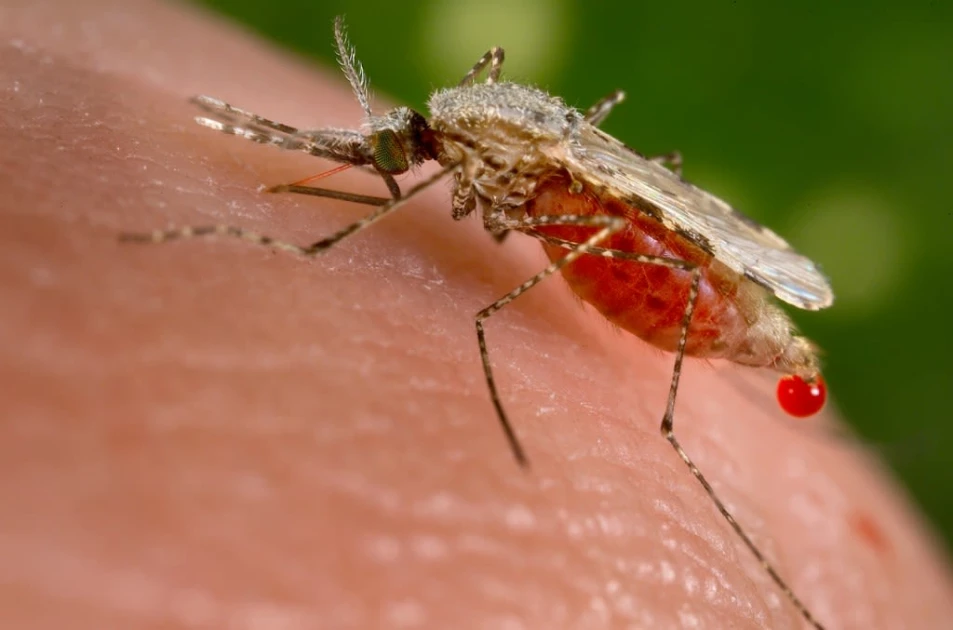 Alarm as dangerous malaria vector detected in Kenya