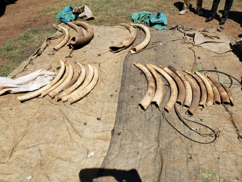 Man in possession of 110Kg of elephant tusks arrested in Laikipia