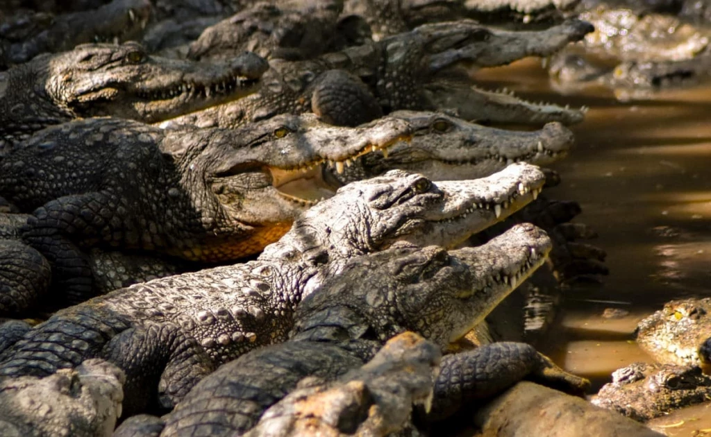 Man killed by 40 crocodiles after falling into their enclosure