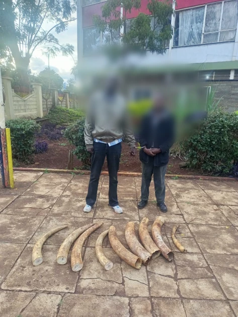 Two suspects arrested in possession of 52 Kgs of elephant tusks in Nyeri