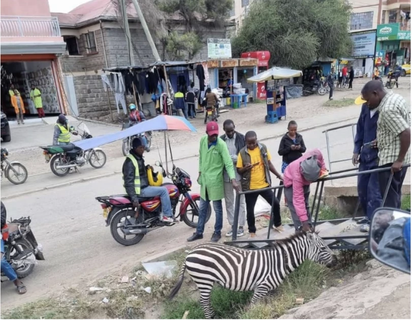 Stranded zebra causes excitement in Kitengela town